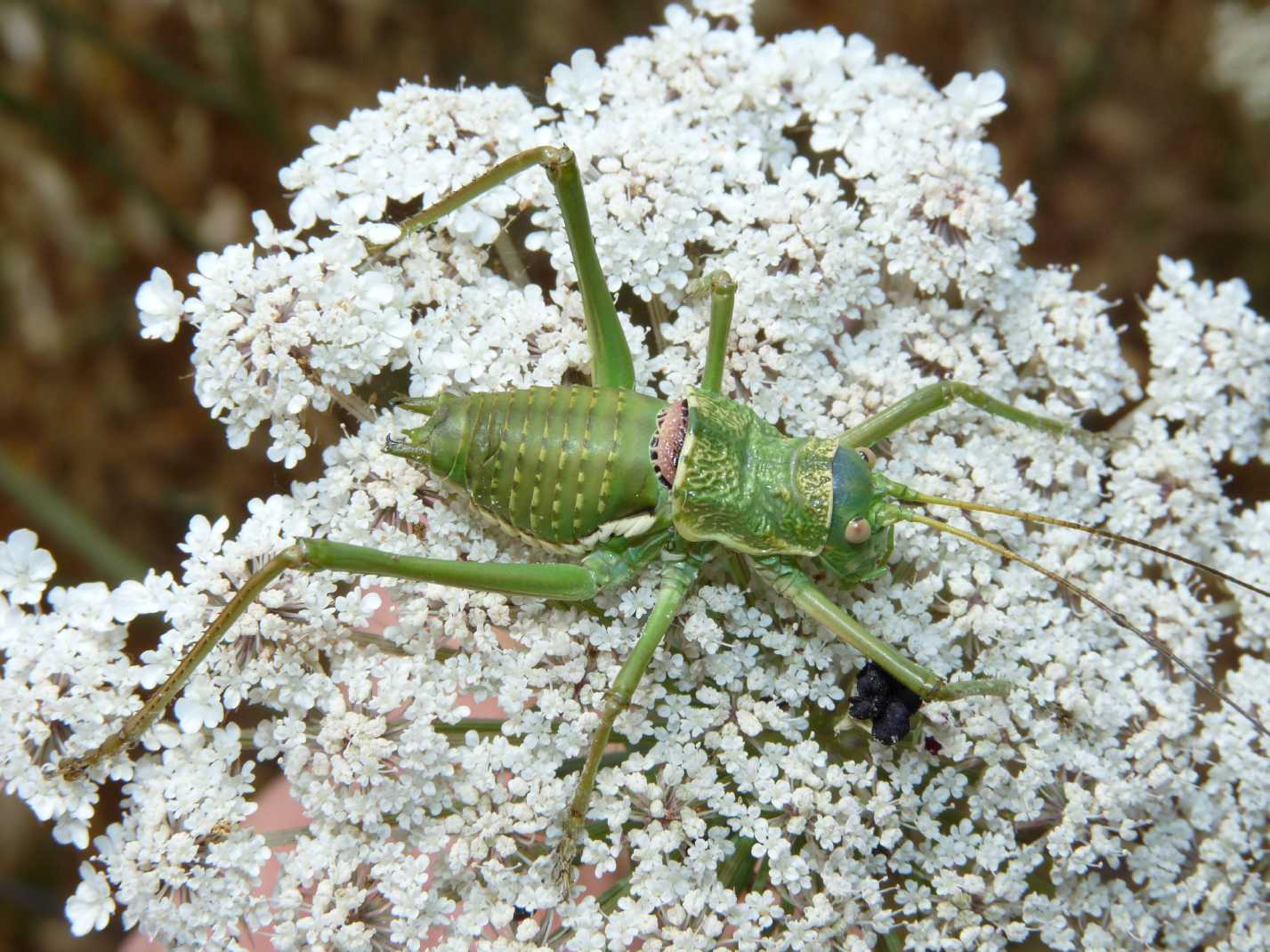 Uromenus di Tolfa: U. (Bolivarius) elegans